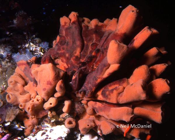 Photo of Amphilectus rigida by <a href="http://www.seastarsofthepacificnorthwest.info/">Neil McDaniel</a>